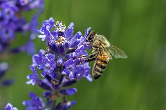 Honey bee (Apis mellifera) sitting on lavender (Lavandula angustifolia) flower, Baden-W&uuml;rttemberg, Germany