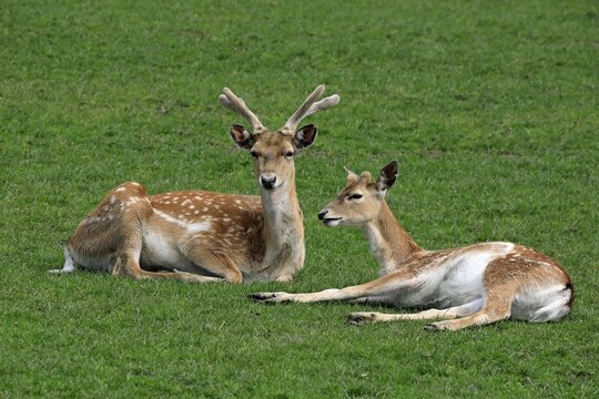 Mesopotamian fallow deer (Dama mesopotamica), pair, male, female, resting, captive