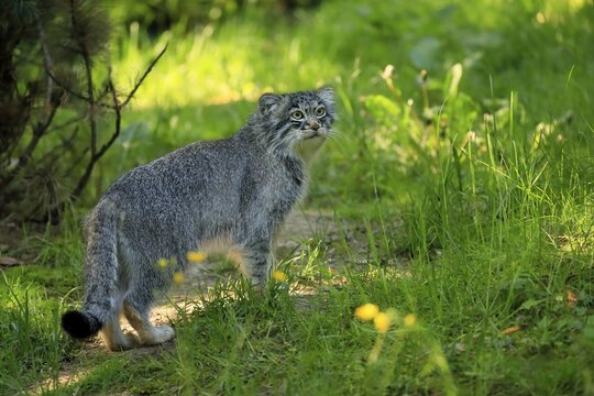 Manul, pallas's cat (Otocolobus manul), adult, alert, captive