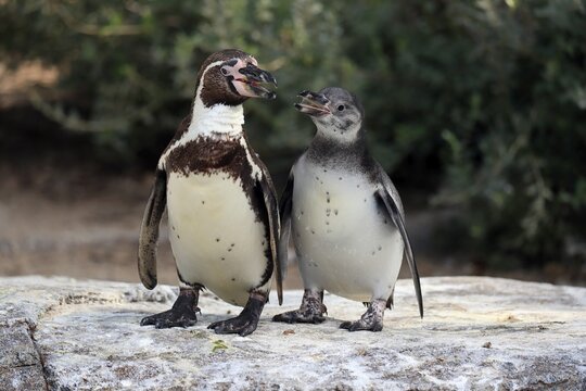 Humboldt penguin (Spheniscus humboldti), Humboldt penguin, adult, semi-adult juvenile, two, begging, on land, on rocks, captive, South America