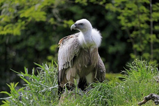 Griffon vulture (Gyps fulvus), adult, sitting, on rocks, captive, Germany