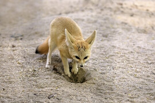 Fennek, fennec fox (Vulpes zerda), adult, alert, foraging, captive, North Africa