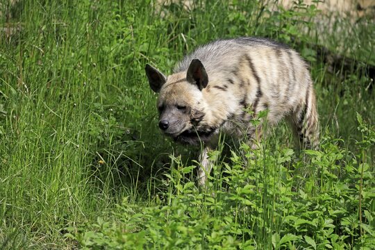 Striped hyena (Hyaena hyaena), adult, running, captive