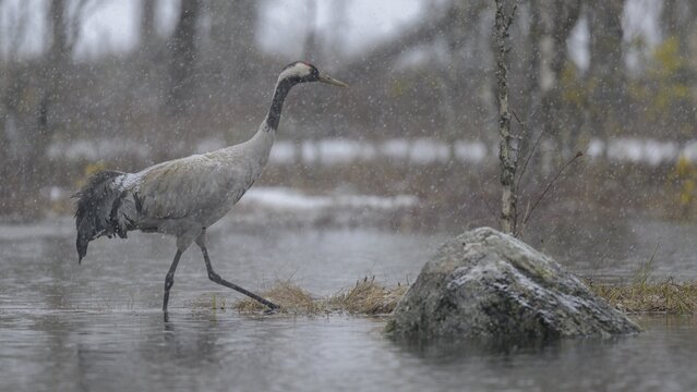 Crane (Grus grus), striding through water in blowing snow in a bog and snowy landscape in early spring, Hamra National Park, Dalarna, Sweden, Scandinavia