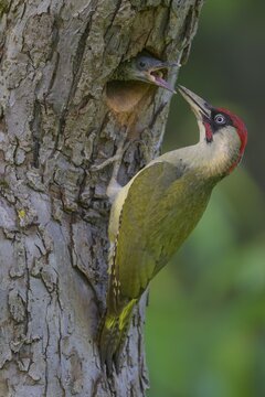 European green woodpecker (Picus viridis), male at nest hole feeding the young, Biosphere Reserve, Swabian Alb, Baden-W&uuml;rttemberg, Germany