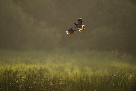 Northern lapwing (Vanellus vanellus), flying, morning backlight, Meerbruchwiesen, Steinhuder Meer, Lower Saxony, Germany