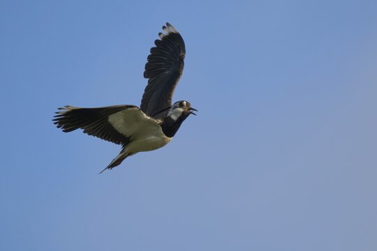 Northern lapwing (Vanellus vanellus), flying, Lower Saxony, Germany
