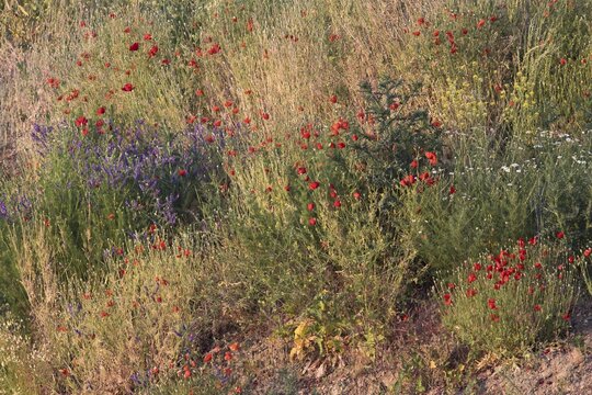 Poppy flowers (Papaver rhoeas) at a gravel pit, Baden-W&uuml;rttemberg, Germany