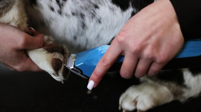 Groomer trims fur to corgi dog	
