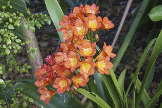 Natal lily (Clivia miniata), Kirstenbosch, Cape Town, South Africa