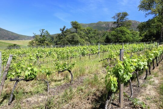 Vineyard, Groot Constantia Wine Estate, Cape Town, South Africa