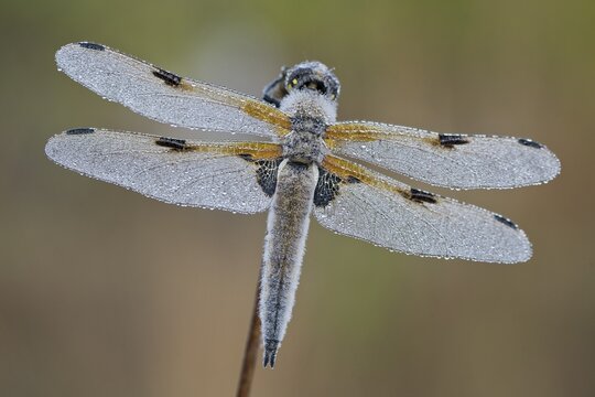 Four-spotted chaser (Libellula quadrimaculata), Emsland, Lower Saxony, Germany