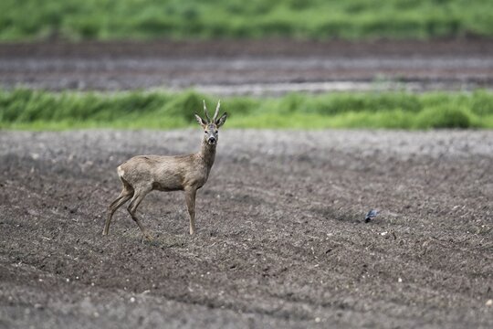 European roe deer (Capreolus capreolus), Emsland, Lower Saxony, Germany