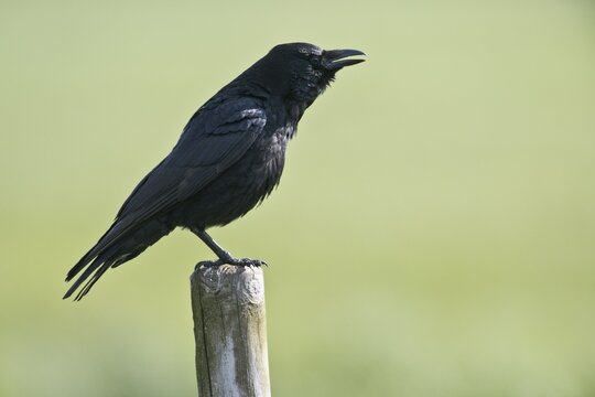 Carrion crow (Corvus corone), Lower Saxony, Germany