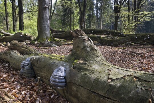 Dead copper beech (Fagus sylvatica) with fungal infestation, scale (Fomes fomentarius), Emsland, Lower Saxony, Germany