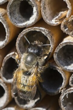 Rusty red mason bee (Osmia bicornis), Emsland, Lower Saxony, Germany
