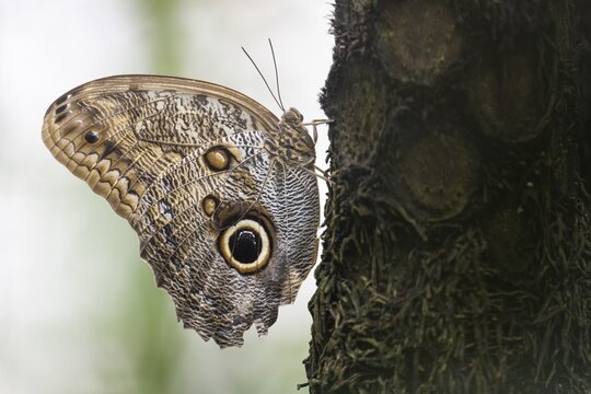 Butterfly, Banana butterfly (Caligo memnon) or Thick banana, captive, Baden-W&uuml;rttemberg, Germany
