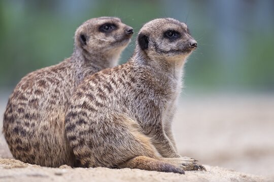 Meerkat (suricata suricatta), captive, Zoo, Wilhelma, Stuttgart, Baden-W&uuml;rttemberg, Germany