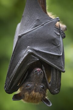 Indian flying fox (Pteropus giganteus), flying fox, hanging, captive, Stuttgart, Baden-W&uuml;rttemberg, Germany