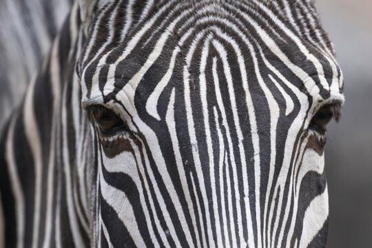 Detail, eyes, steppe zebra (Equus quagga), captive, zoo, Wilhelma, Stuttgart, Baden-W&uuml;rttemberg, Germany