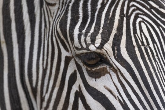 Detail, eye, steppe zebra (Equus quagga), captive, zoo, Wilhelma, Stuttgart, Baden-W&uuml;rttemberg, Germany
