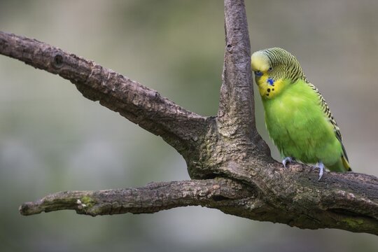 Budgie (Melopsittacus undulatus) on a branch, captive, Stuttgart, Germany