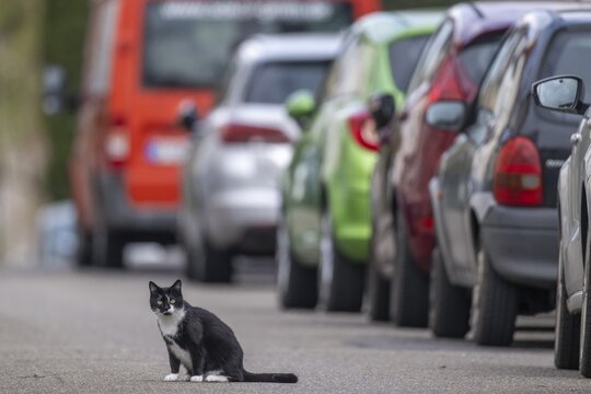 Black and white felidae (Felis catus) on a street, row of parked cars, Stuttgart, Baden-W&uuml;rttemberg, Germany