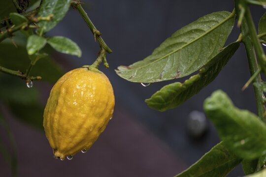 Lemon on a branch, raindrops, Germany