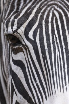 Detail, eye, steppe zebra (Equus quagga), captive, zoo, Wilhelma, Stuttgart, Baden-W&uuml;rttemberg, Germany