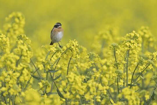 Whinchat (Saxicola rubetra) in rape (Brassica napus), Emsland, Lower Saxony, Germany