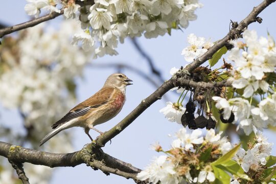 Linnet (Carduelis cannabina), standing on a flowering cherry branch, Hesse, Germany