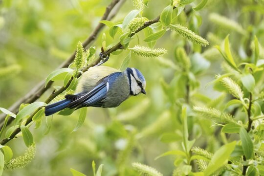 Blue tit (Parus caeruleus), hanging on willow branch, Hesse, Germany