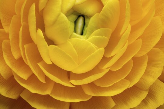 Yellow persian buttercup (Ranunculus asiaticus), flowering, Germany