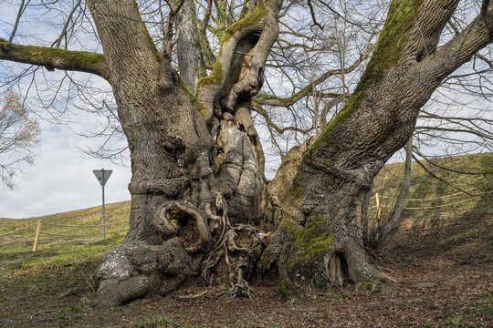 Thousand-year-old Tassilolinde, small-leaved lime (Tilia cordata), Wessobrunn, Pfaffenwinkel, Upper Bavaria, Bavaria, Germany