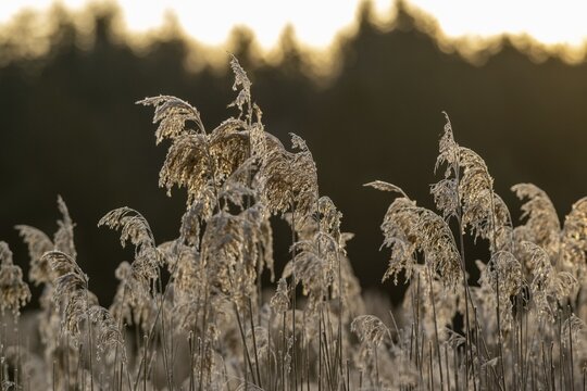 Grasses covered with hoarfrost, Zellsee, Gut Moosm&uuml;hle, Paterzell, Bavaria, Germany