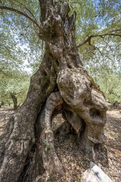Gnarled trunk and roots of an olive tree, olive trees in terraced cultivation, hiking trail from Soller to Fornalutx, Serra de Tramuntana, Majorca, Balearic Islands, Spain