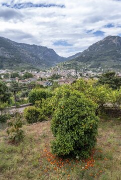 Garden with orange tree, in the back mountains with view of Soller, hiking trail from Soller to Fornalutx, Soller, Serra de Tramuntana, Majorca, Balearic Islands, Spain