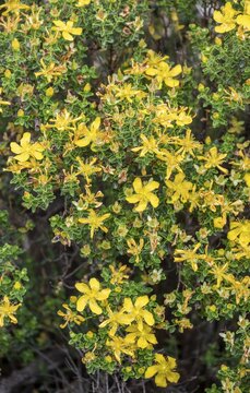 St. Johns wort, Majorca, Spain