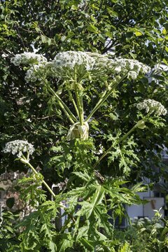 Giant hogweed, Germany