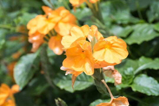 Beautiful firecracker flowers. (crossandra infundibuliformis)
