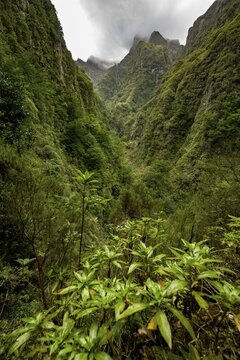 Wooded mountains and ravines, Levada do Caldeir&atilde;o Verde, Parque Florestal das Queimadas, Madeira, Portugal