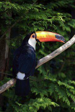 Giant toucan (Ramphastos toko), adult, on tree, captive, Brazil, South America