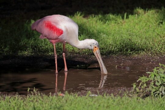 Roseate spoonbill (Ajaia ajaja), Roseate spoonbill, adult in water, foraging, captive, Brazil, South America