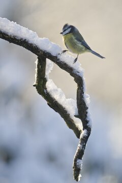 Blue Tit (Parus caerulea), Emsland, Lower Saxony, Germany
