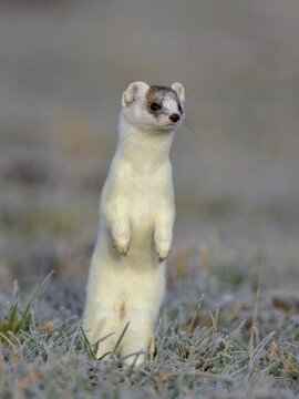Stoat (Mustela erminea), in a meadow with hoarfrost, making male, changing coat from summer to winter coat, biosphere reserve, Swabian Alb, Baden-W&uuml;rttemberg, Germany