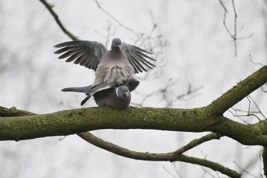 Common wood pigeons (Columba palumbus), pairuEmsland, Lower Saxony, Germany