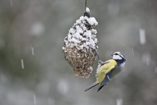 Blue Tit (Parus caerulea) at a snow-covered titmouse dumpling, Emsland, Lower Saxony, Germany