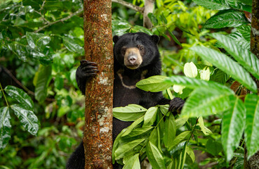 Borneo Sun Bear © MIIA