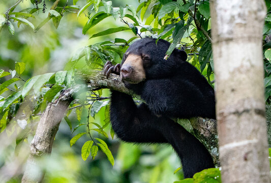 Borneo Sun Bear