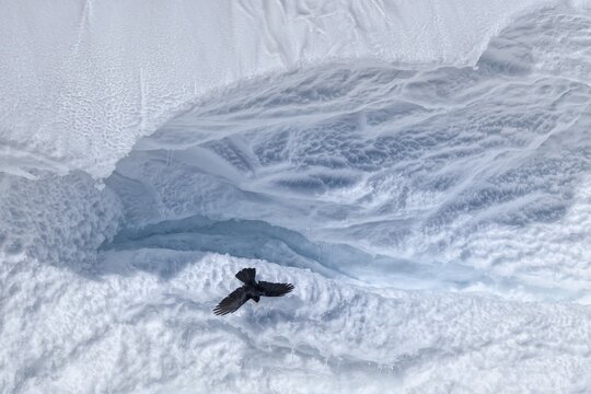 Alpine chough (Pyrrhocorax graculus), flying on a structured snow cornice in an ice and snow landscape, Gemmi, Valais, Switzerland